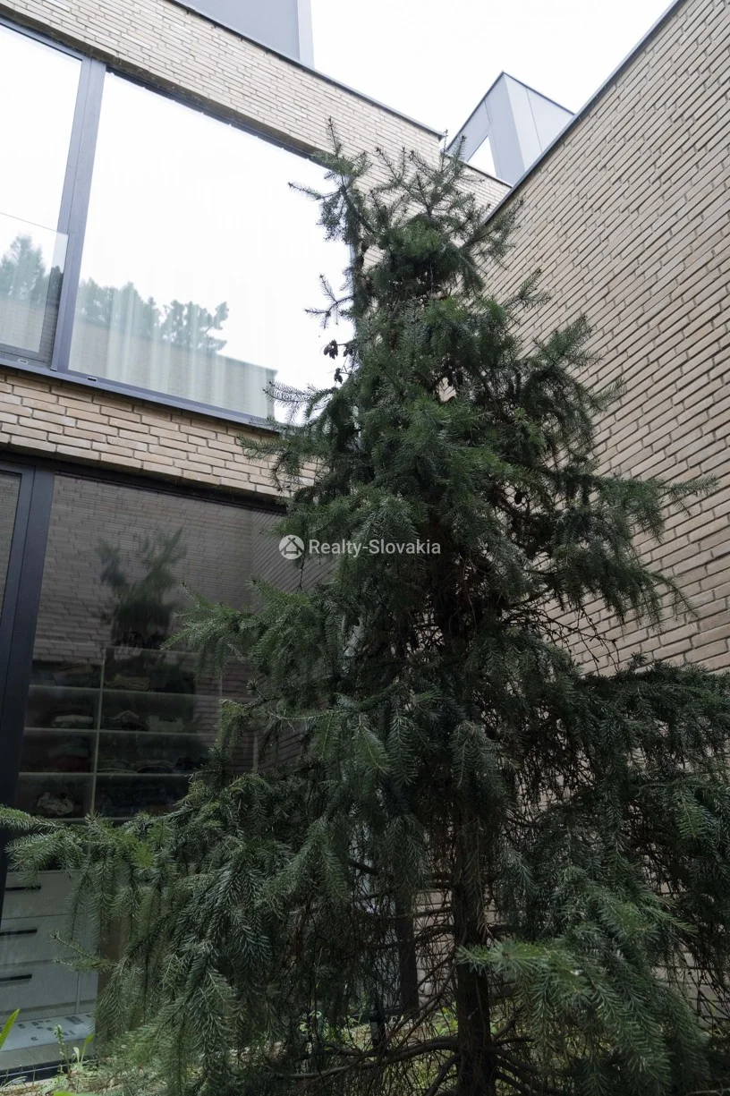 Сосновое дерево у здания — 5-к дом, аренда, Братислава